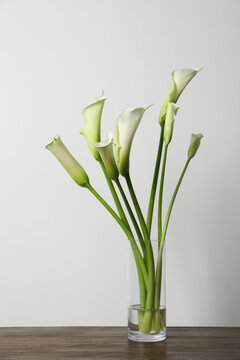Beautiful calla lily flowers in vase on wooden table against white background