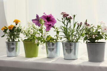 Obraz na płótnie Canvas Different beautiful flowers in pots on windowsill