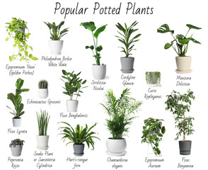 Set of many different popular potted plants with names on white background