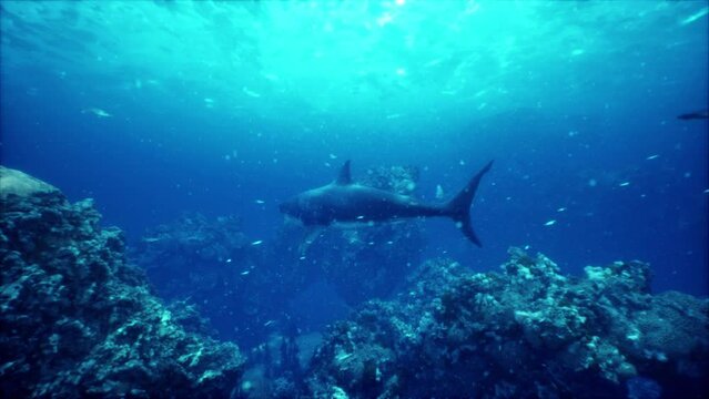 The great white shark swimming by the coral reef