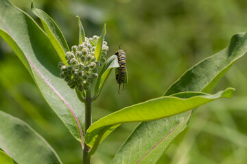 Monarch Butterfly caterpillar feeding on common milkweed
