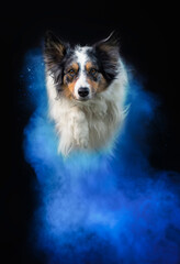 Holi powder dog photography - border collie