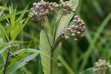 Monarch Butterfly caterpillar feeding on common milkweed