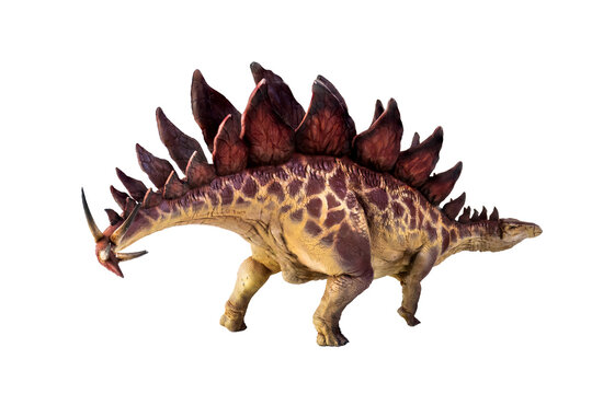 dinosaur , stegosaurus  isolated background