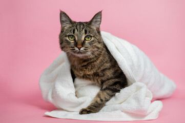 Striped cat wrapped in a white towel on a pink background. 