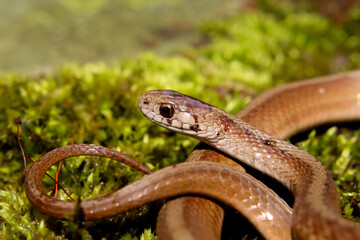 Obraz premium a dekay's brown snake on green moss, scientific name Storeria dekayi