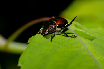 a Japanese beetle or Popillia japonica sitting on and eating a leaf, These insects are invasive to the United states  