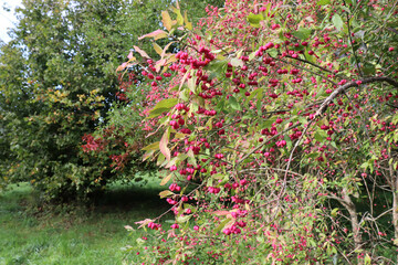 Branch with colorful autumn leaves. Red berries on an autumn bush. High quality photo