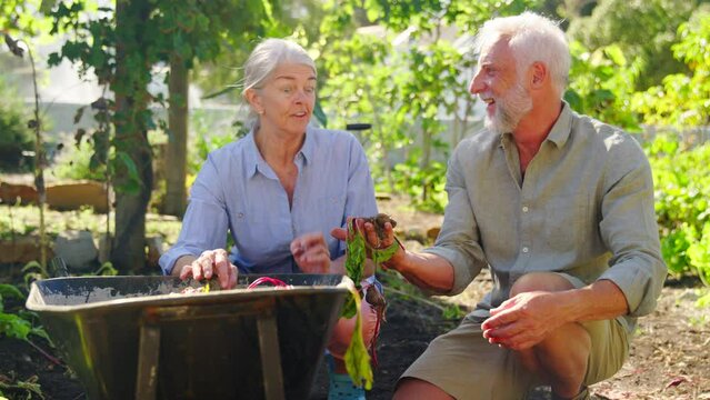 Retired senior couple working in vegetable garden or allotment with barrow at home picking beetroot - shot in slow motion