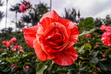 Rosas del Jardín botánico de Bogotá Colombia El género Rosa está compuesto por un conocido...