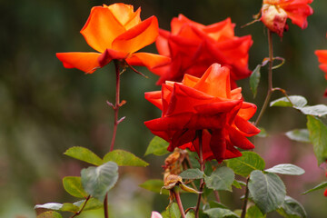 Rosas del Jardín botánico de Bogotá Colombia El género Rosa está compuesto por un conocido...