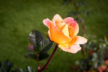 Rosas del Jardín botánico de Bogotá Colombia El género Rosa está compuesto por un conocido...