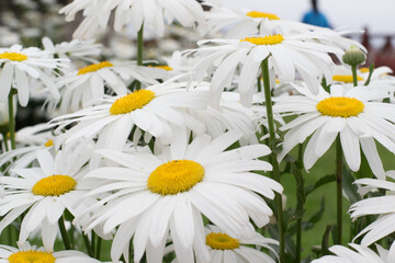 Flowers with white petals, yellow central disc, green leaves and stems on a blurred background, characteristic description of the flower called daisy