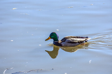 Wild horses and animals of the Grand Tetons and Wyoming.