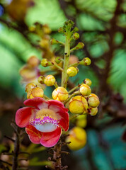 Canonball tree flowers