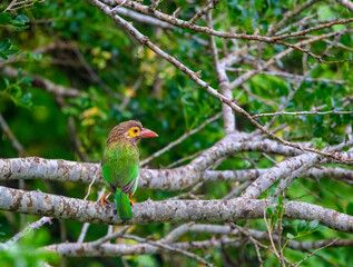 Brown-headed barbet