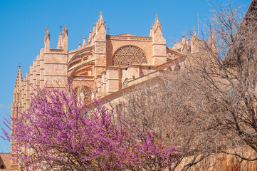 cathedral de mallorca