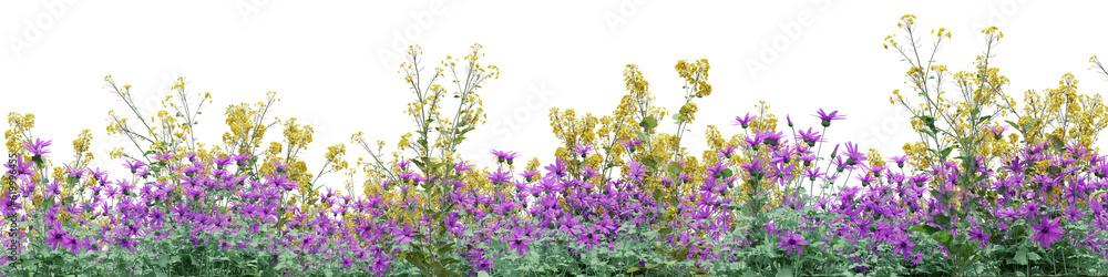 Poster evergreen colorful flower field in nature, flowres on garden in springtime, tropical forest isolated
