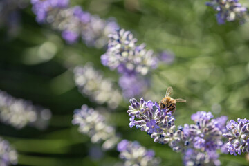 A bee pollinates a lavender flower.