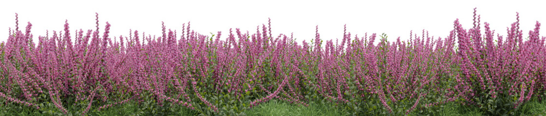 Evergreen lavender flower field in nature, Flowres on garden in springtime, Tropical forest isolated on transparent background - PNG file, 3D rendering illustration for create and design or etc