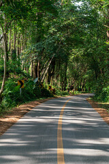 Forest road in the north of Thailand, a journey on the way in the forest.