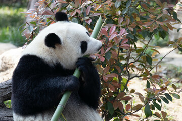 Cute happy Giant Panda enjoys eating bamboo on the yard, Chengdu, China