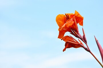 Canna leaf veins and flowers. Cannaceae perennial bulbous plant native to tropical America. Bright...