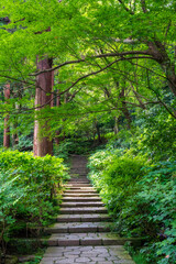 Obraz premium Fresh greenery along the stone steps leading to the main hall of Zuisenji Temple in Kamakura, Kanagawa.