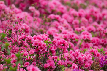 Obraz premium Beauty of Nature, Pink AZALEA Flower meadows in the park