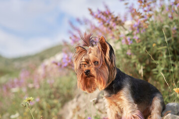 Yorkshire Terrier in nature in flowers against the backdrop of mountains. dog in nature