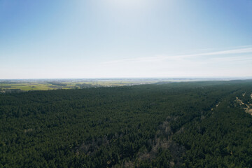 Naklejka premium Aerial view of forest in Gdansk Poland. Drone shot flying over spruce conifer treetops, nature background landscape Birds eye view use the drone in morning bright sunlight