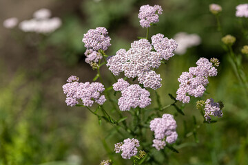 White yarrow flowers top view.