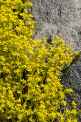 Bees pollinate the yellow flowers of the stonecrop.