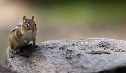 A chipmunk paused on top of a stone staring waiting for a chance 