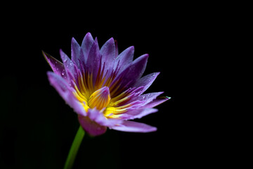 Purple lotus on black background. Close up of water lily.