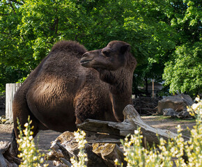 camel in the zoo