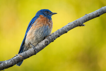 Close-up of Western bluebirds (Sialia mexicana). 