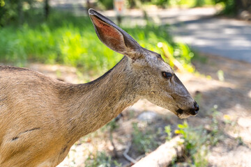 Close-up of Black Tailed Mule Deer (Odocoileus hemionus columbianus) 