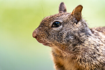 Close-up of California ground squirrel (Spermophilus beecheyi) Wildlife photography. 