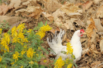 white chicken in the flowers