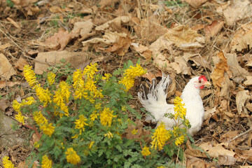 white chicken in the flowers