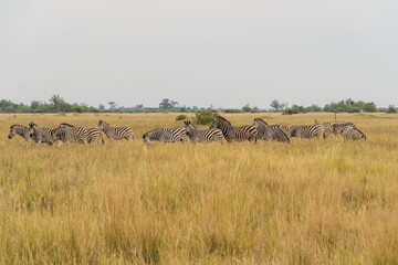 Fototapeta na wymiar Heard of African Zebras