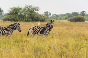 Oxpecker on a Zebra