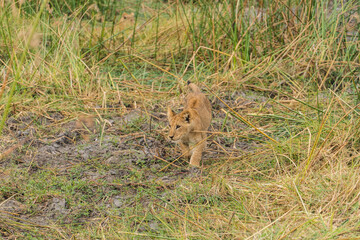 lion cub sneaking