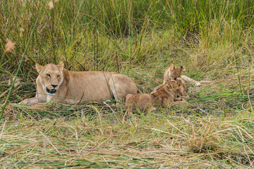 mother lioness and her cubs