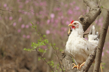 white chicken on the tree