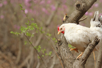 white chicken on the tree