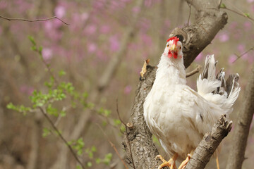 white chicken on the tree
