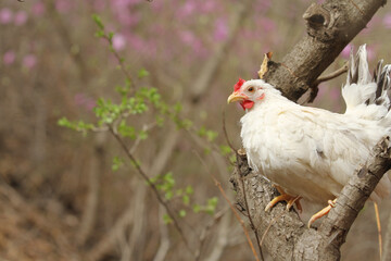 white chicken on the tree