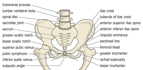骨盤の構造線画カラーイラスト